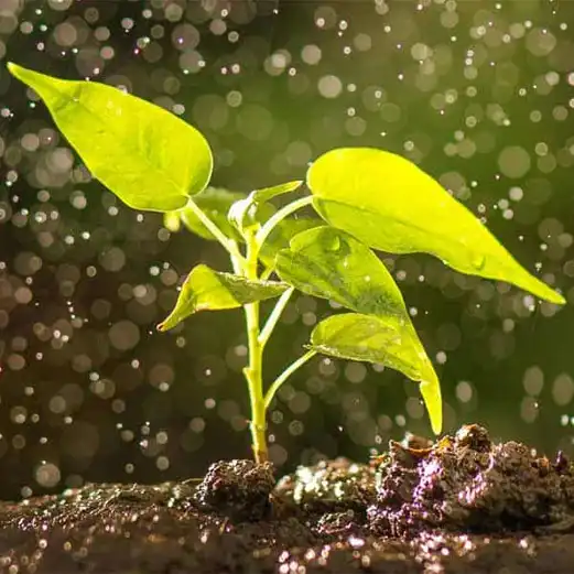 gesellschaftliche verantwortung sprachdienstleister corporate social responsibility language service provider actree wald forest